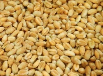 Закупаем пшеницу продовольственную и фуражную