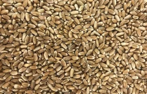 Закуповуємо пшеницю твердих та м"яких сортів