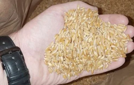 Семена ярой пшеницы ZELMA