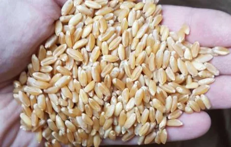 Продам семена пшеницы CHICAGO-трансгенный канадский сорт