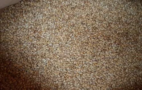 Продам семена озимой пшеницы MASON - трансгенный канадский сорт(элита)