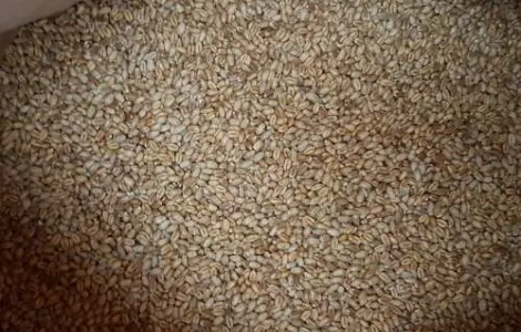 Продается семена озимой пшеницы MASON - трансгенный сорт из Канады (элита)