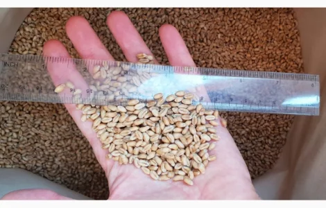 Семена пшеницы сорт FOX(элита)