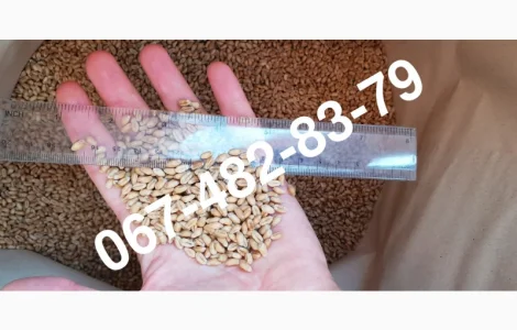 Семена пшеницы сорт Baxter мягкий канадский трансгенный сорт пшеницы двуручки (элита)