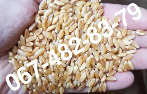 ALMA - Мягкий канадский трансгенный озимый сорт (элита) пшеницы