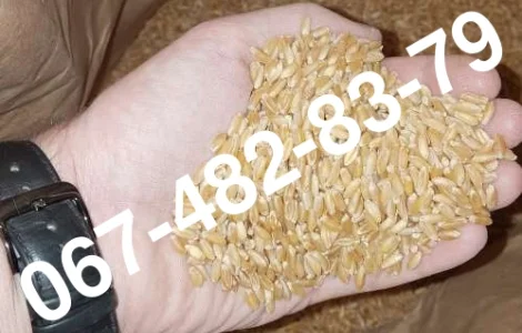 Семена пшеницы ZELMA канадский ярый трансгенный сорт (элита)