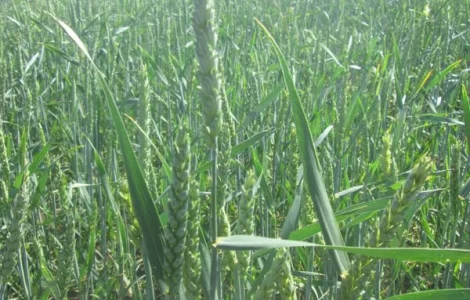 Продаем семена канадской пшеницы. 1 репродукция