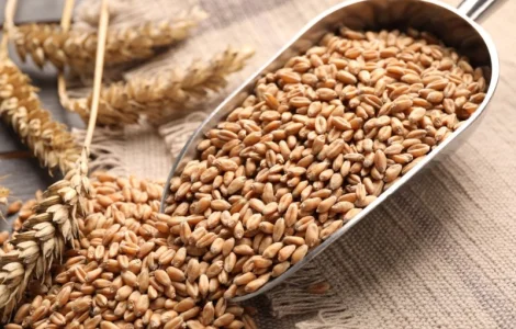 Закупаем с места пшеницу по ф1