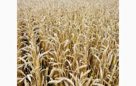 Озима пшениця Подолянка (еліта