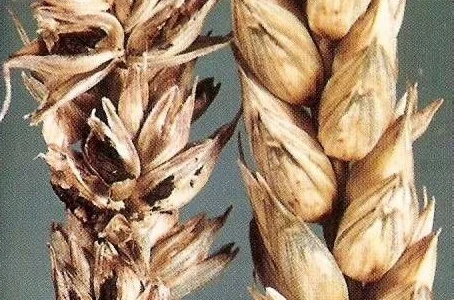 Куплю пшеницу с головнёй