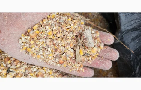 Куплю зерновідходи та некондицію кукурудзи