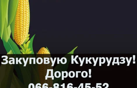 Пропоную найвищі ціни за кукурудзу 2024 року урожаю
