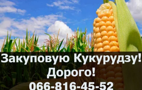 Куплю Кукурудзу!Дорого