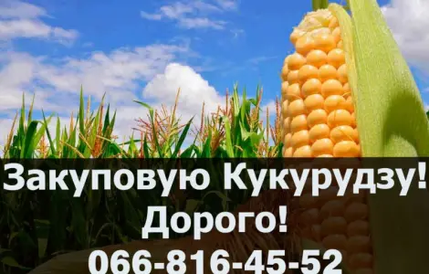 Купую кукурузу! Висока ціна