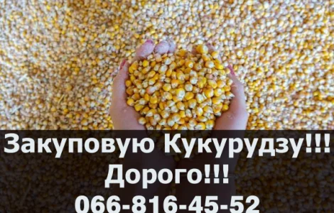 Купуємо кукурузу від виробника! Оплата на вагах