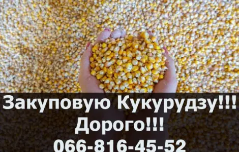 Купуємо кукурузу від виробника! Оплата на вагах