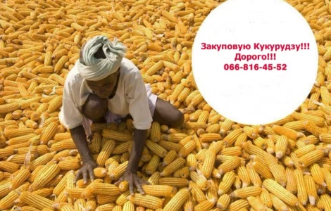 Купую кукурузу! доступні послуги сушки