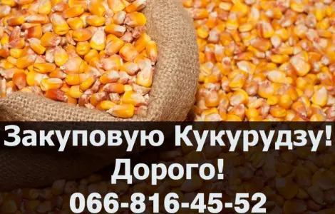 Закуповую Кукурудзу цьогорічного (2023-24р) врожаю