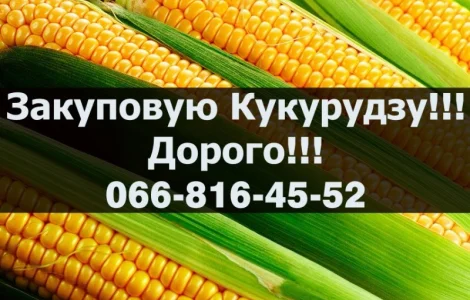 Покупаем кукурузу! Высокие цены! Доступны большие контракты!