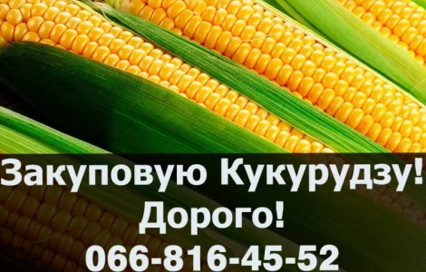 Закуповую кукурудзу у будь яких обємах
