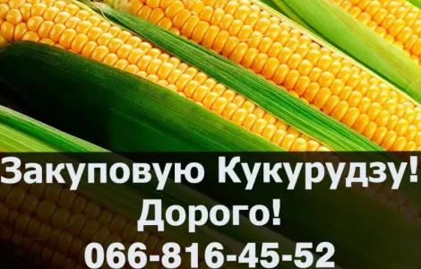 Закупівля кукурудзи у будь-яких обсягах