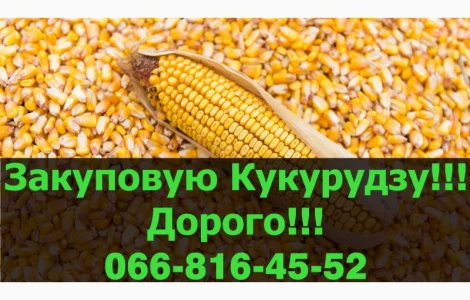 На постійній основі закуповуємо кукурудзу у Полтавській