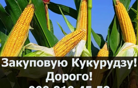 Закуповую Кукурудзу від фермерських господарств та населення