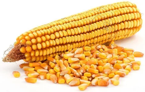 Закуповую кукурудзу з місця!!!Дорого