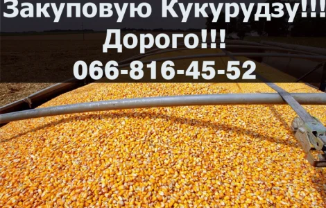 Закуповую кукурудзу у необмеженій кількості!ДОРОГО!!!!Оплата на вагах
