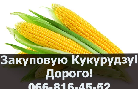 Купую кукурудзу від виробника