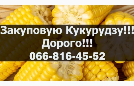 Куплю кукурудзу від виробника!Під контракти!Оплата на вагах!Є сушка/зберігання