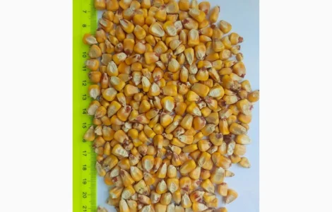 Продам кукурудзу