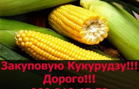 Купую кукурудзу на постійній основі! Оплата на вагах!