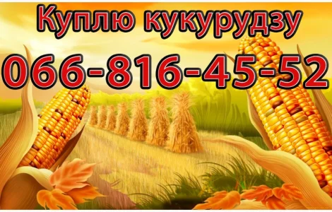 Закуповую Кукурудзу в будь яких обсягах!Оплата на вагах