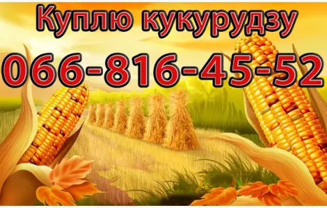 Закупка кукурузы в любых объемах! Оплата на весах