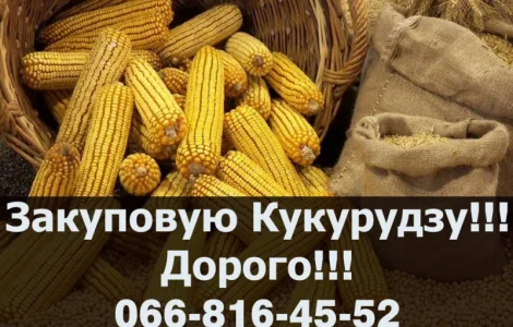 Шукаю постачальника Кукурудзи, на тривалий термін!Купую Дорого