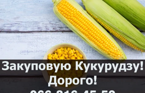 Закуповую кукурудзу від виробника!Дорого!Наявні сушка та зберігання