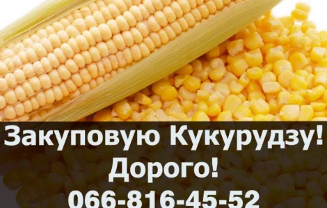 На постійній основі закуповую кукурудзу в будь якій кількості!Наявні сушка/зберігання