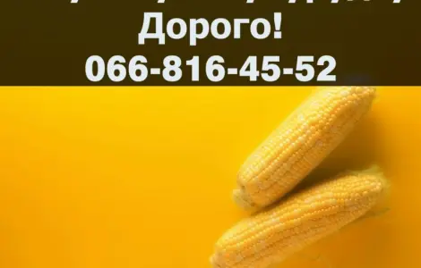 Покупаем кукурузу на выгодных условиях