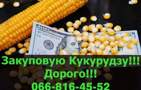 Придбаю Кукурудзу у необмежених обсягах!Наявні великі контракти!Оплата на вагах