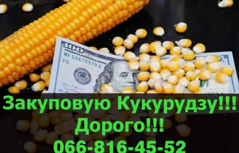 Куплю кукурузу в любых объемах! Быстрая оплата на месте