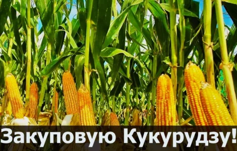 Куплю кукурудзу в будь якій кількості
