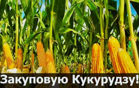 Куплю кукурузу в любом объеме