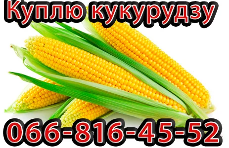 Куплю Кукурудзу Урожай 2024