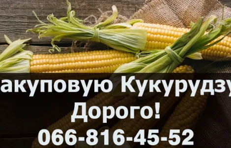 Закуплю кукурудзу 2024 року Урожая!Дорого!Оплата на вагах