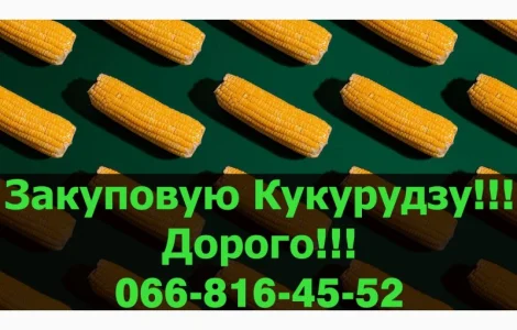 Закуповую кукурудзу в будь якій кількості!Є великі контракти!Високі ціни