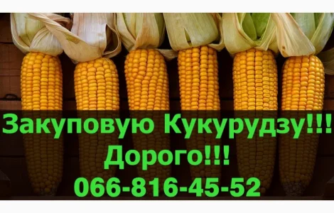 Переробне підприємство оголошує про закупівлю Кукурудзи