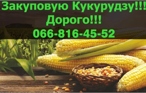 Купую кукурудзу у великих обсягах