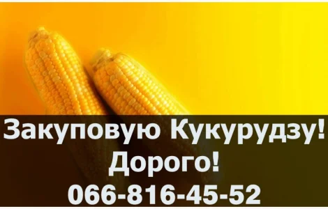 Куплю кукурудзу від виробника!Дорого!На постійній основі!Без вихідних