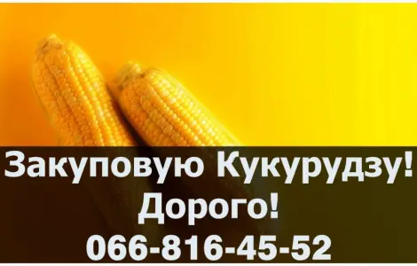Купую кукурудзу від виробника на постійній основі!
